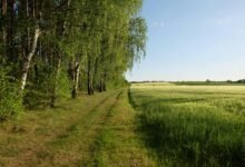 growth and conversion strategy