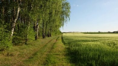 growth and conversion strategy