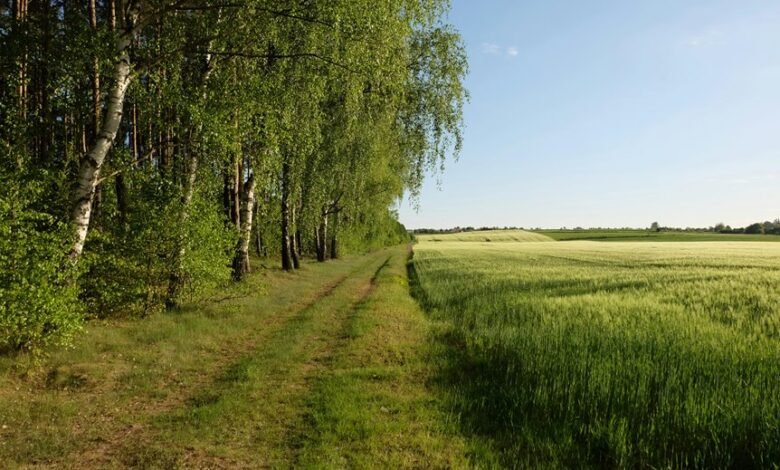 growth and conversion strategy